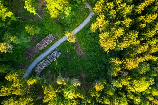 Una vista aérea muestra un sinuoso camino de tierra que atraviesa un denso bosque. Dos grandes pilas de troncos cortados