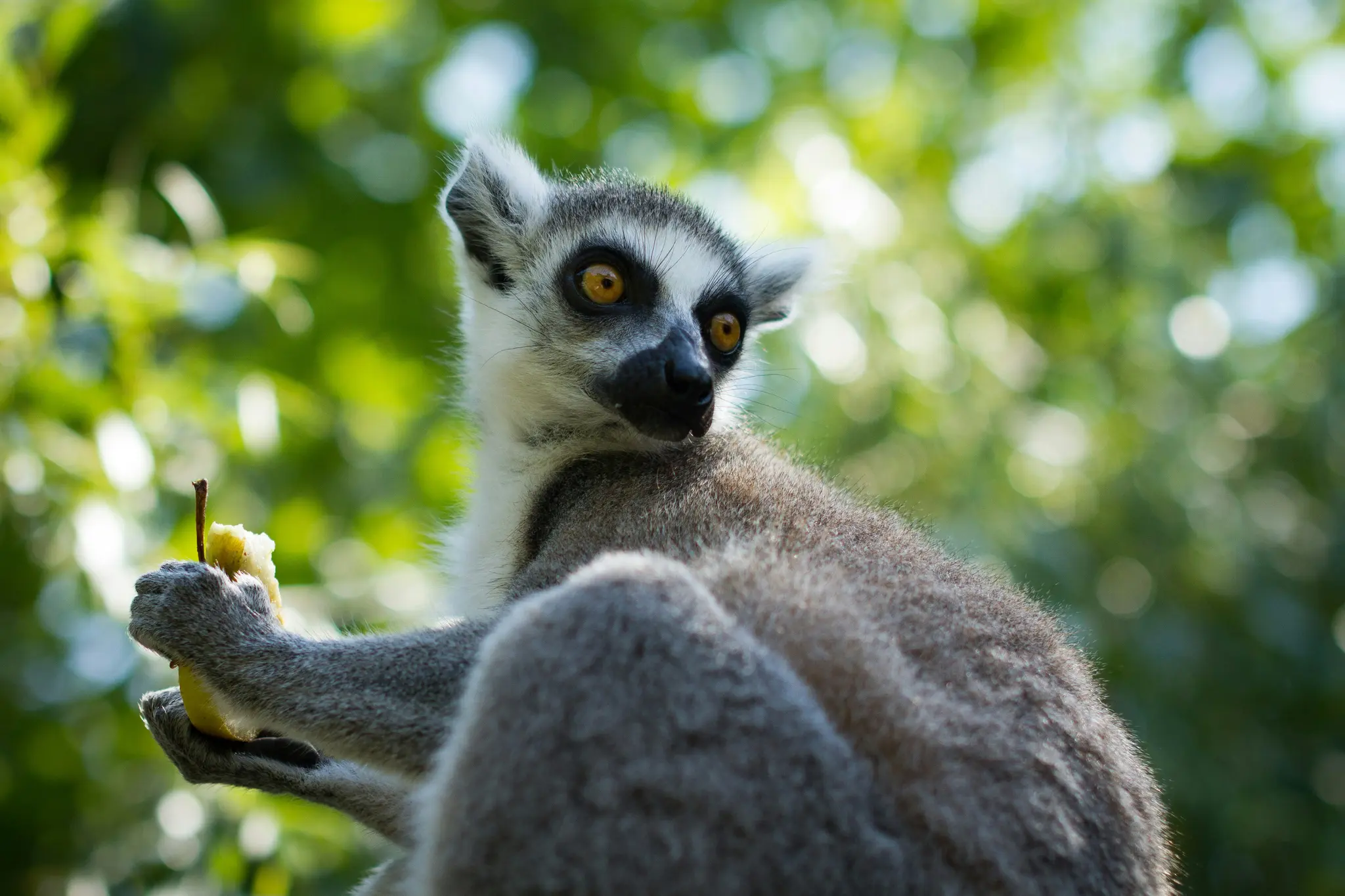 Ein Ringelschwanzlemur mit leuchtend orangefarbenen Augen blickt nach rechts und hält ein Stück gelbe Frucht in der linken