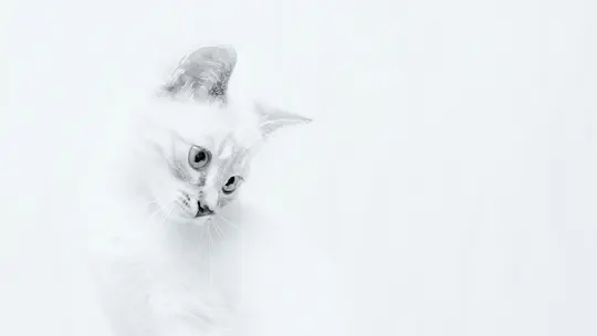 Un gatito de color claro con ojos azules y tenues marcas atigradas mira hacia abajo y a la derecha, sobre un fondo blanco