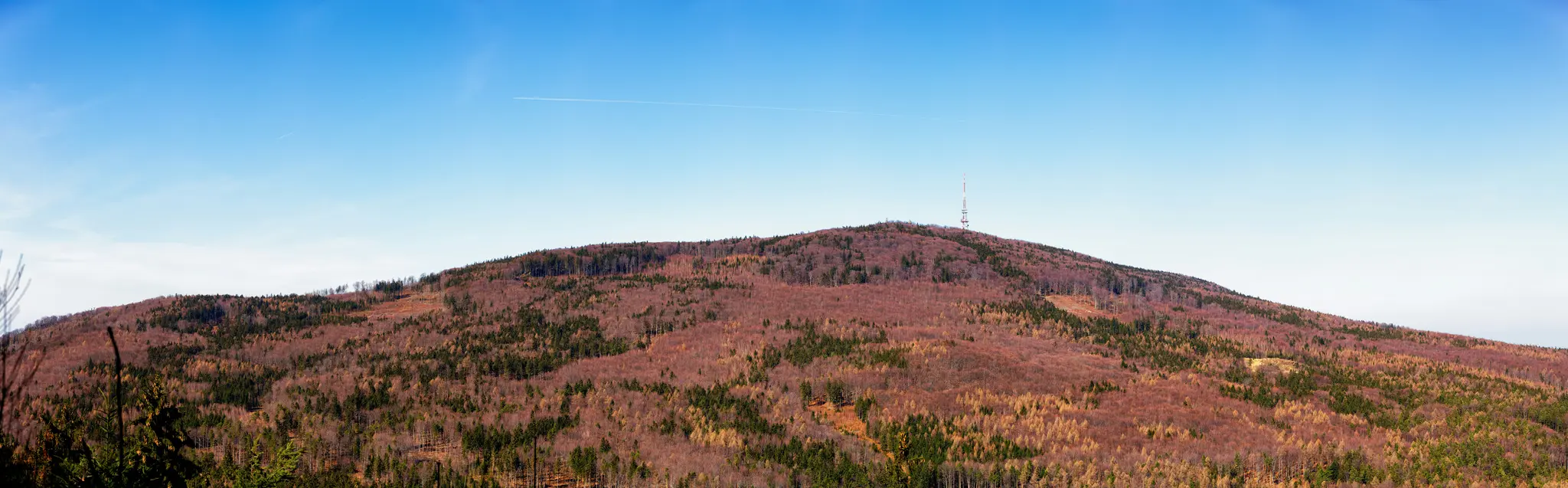 Un amplio plano panorámico de una gran colina cubierta por una mezcla de árboles de hoja caduca desnudos y coníferas de color