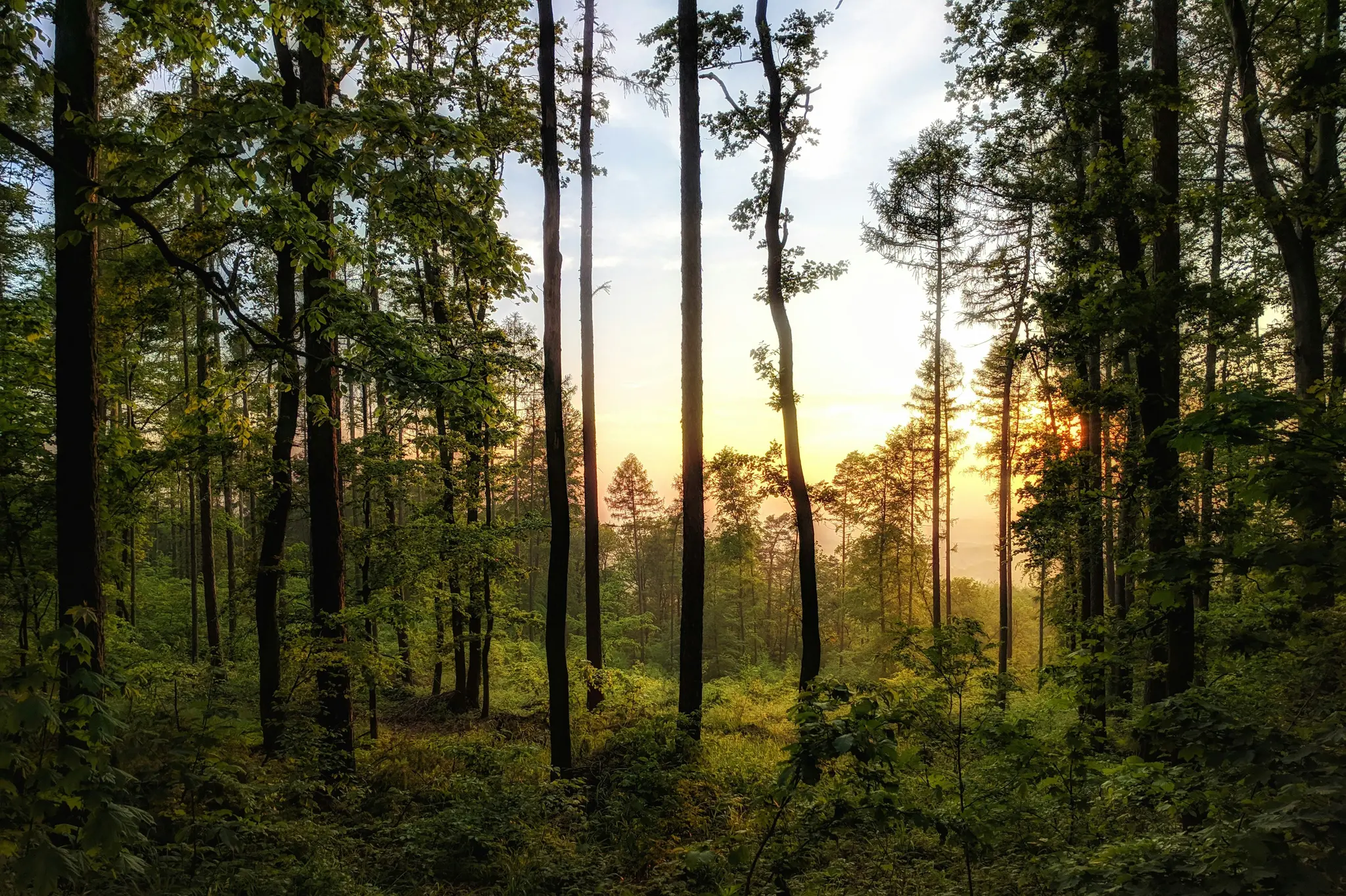 Ein lebendiges Foto eines dichten Waldes bei Sonnenuntergang, mit hohen Baumstämmen vor einem goldenen Himmel und üppigem