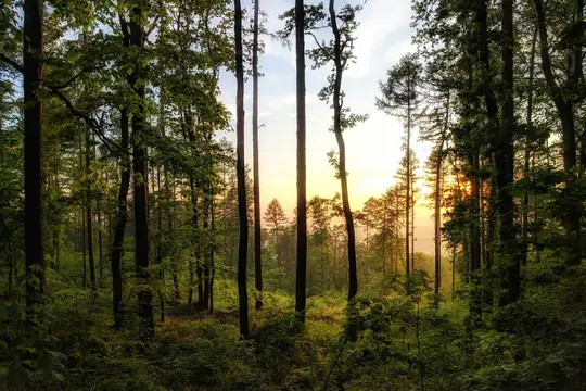 Et levende fotografi af en tæt skov ved solnedgang, med høje træstammer silhuet mod en gylden himmel og frodigt grønt…
