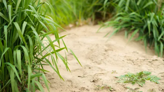 Un primer plano de hierba verde vibrante que crece sobre suelo arenoso de color marrón claro. La hierba en primer plano está