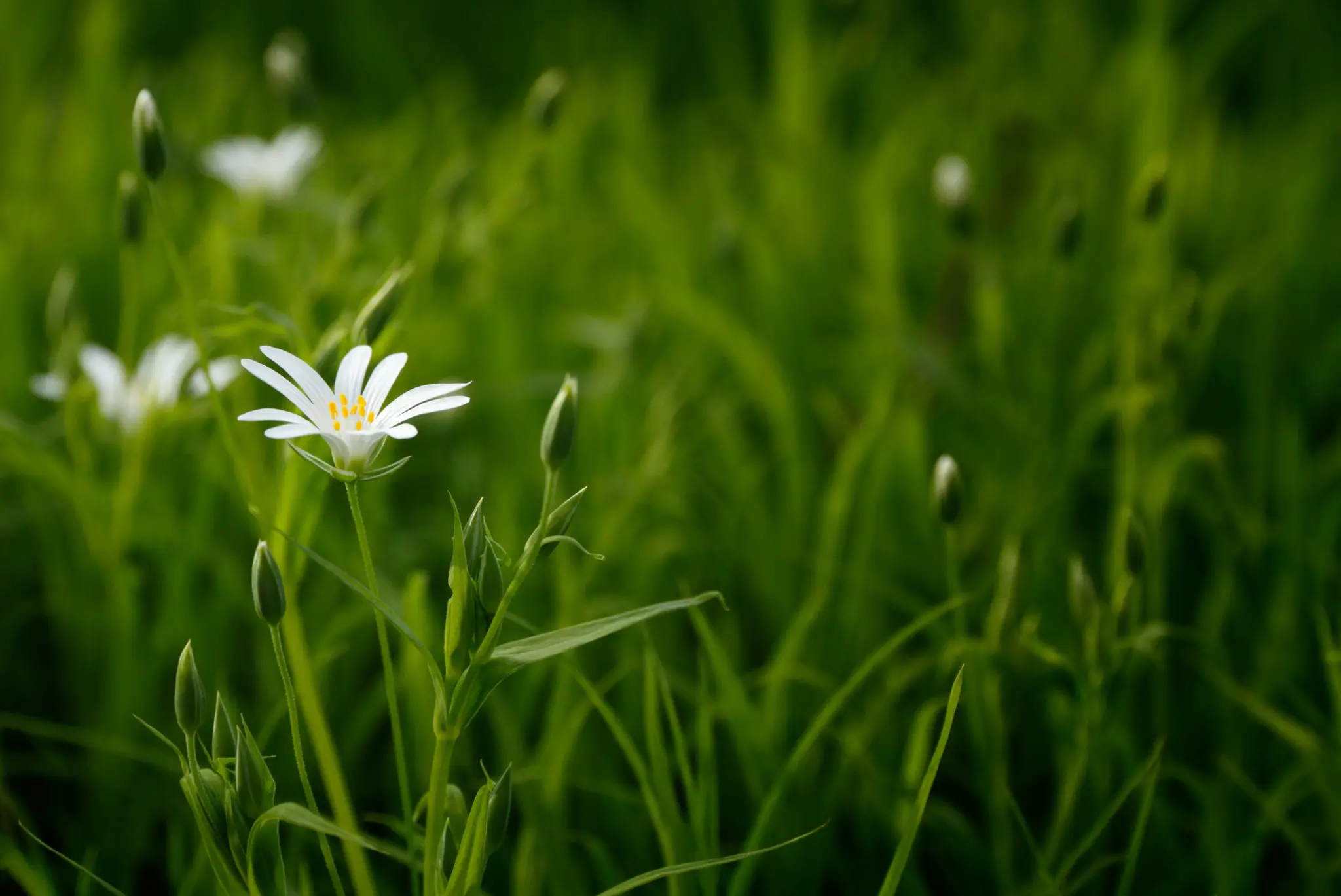 En närbild av en enda vit blomma med gula ståndare, omgiven av suddigt grönt gräs och andra vita blomknoppar.