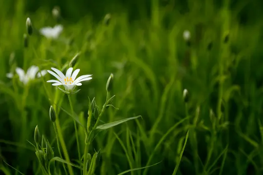 Un primer plano de una sola flor blanca con estambres amarillos, rodeada de hierba verde borrosa y otros capullos de flores