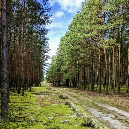 Un estrecho camino de tierra serpentea a través de un alto bosque de pinos. El suelo está cubierto de musgo verde vibrante y