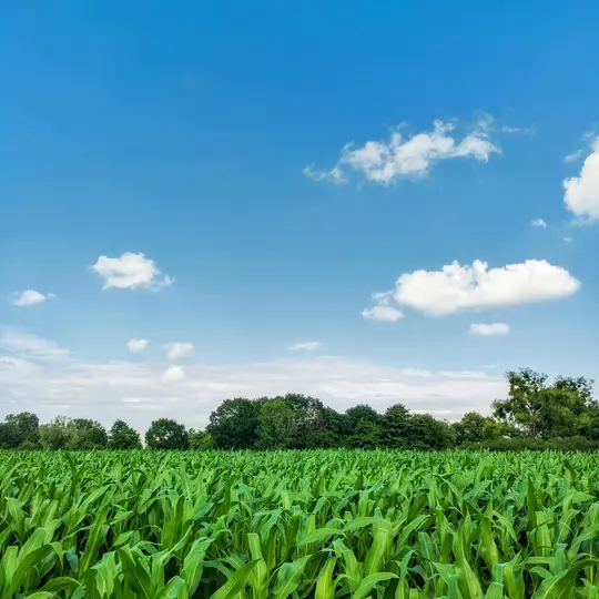 Una toma amplia de un exuberante campo de maíz verde que se extiende hasta una línea distante de árboles de color verde