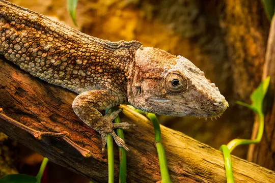 A detailed close-up of a lizard with rough, scaly skin in shades of brown and tan, resting on a textured wooden branch.…