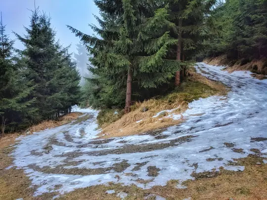 Un camino de tierra sinuoso cubierto de parches de hielo y nieve, flanqueado por altos pinos de color verde oscuro bajo un
