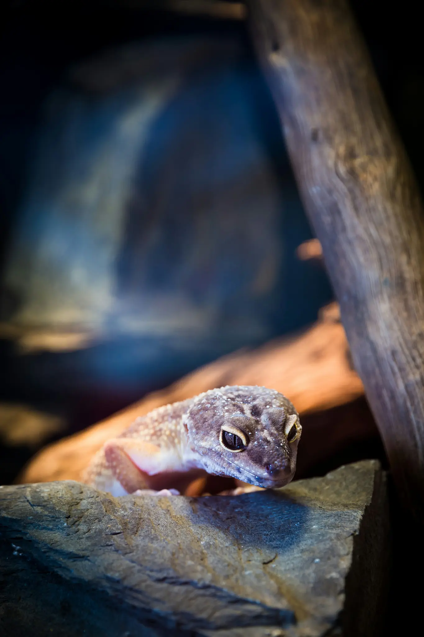 Un gecko leopardo con piel moteada y ojos oscuros descansa sobre una roca de color gris oscuro, con madera borrosa y fondo