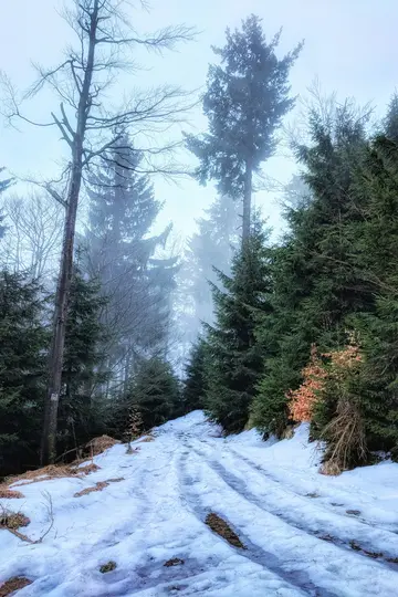 Un sendero nevado con huellas de neumáticos conduce a un denso bosque brumoso. Altos árboles de hoja perenne bordean el