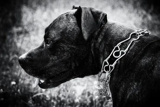 Primer plano en blanco y negro de la cabeza y el hombro de un perro, mirando hacia la izquierda, con un collar decorativo de