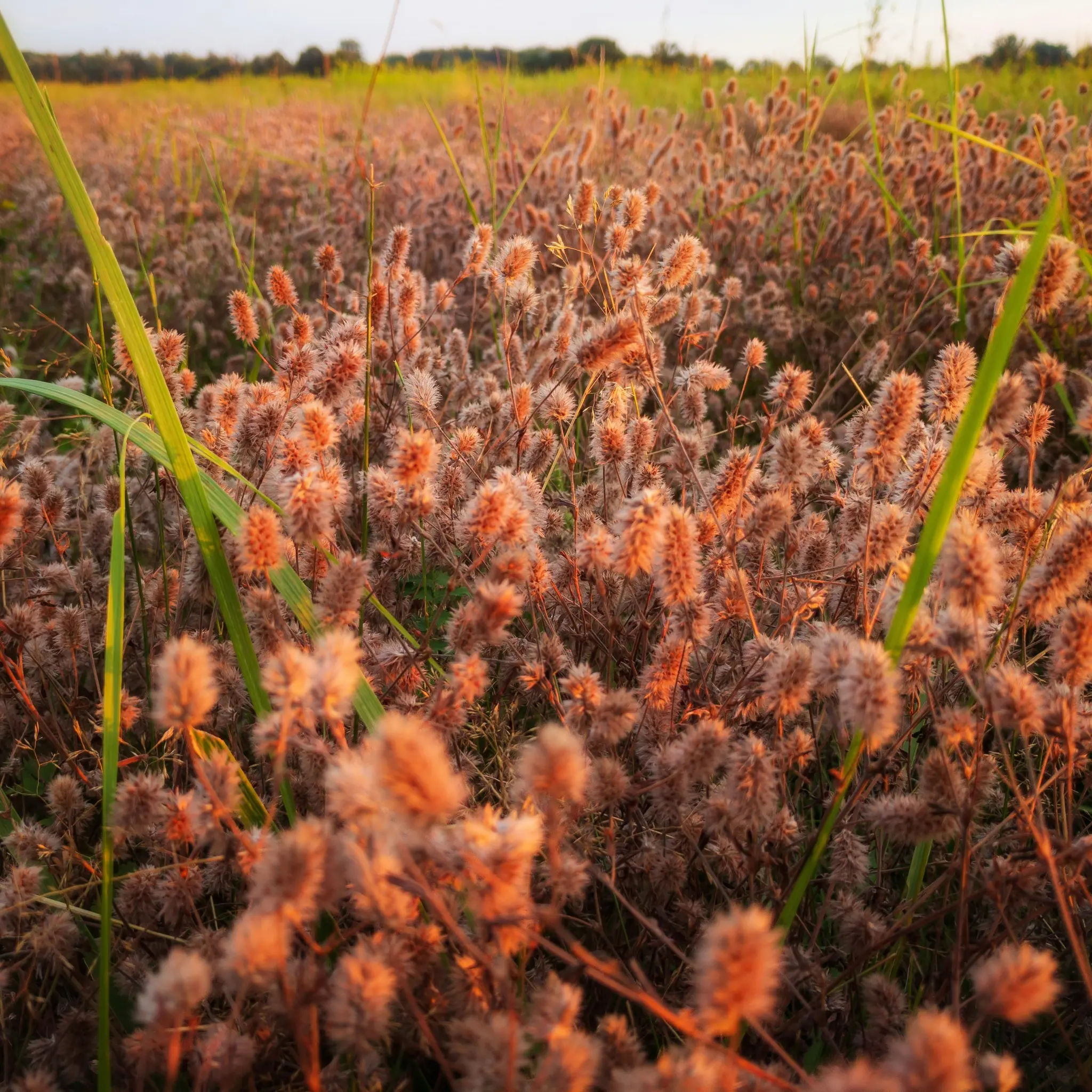 Una toma de primer plano de un campo lleno de numerosas plantas esponjosas de color marrón rojizo, iluminadas por la cálida