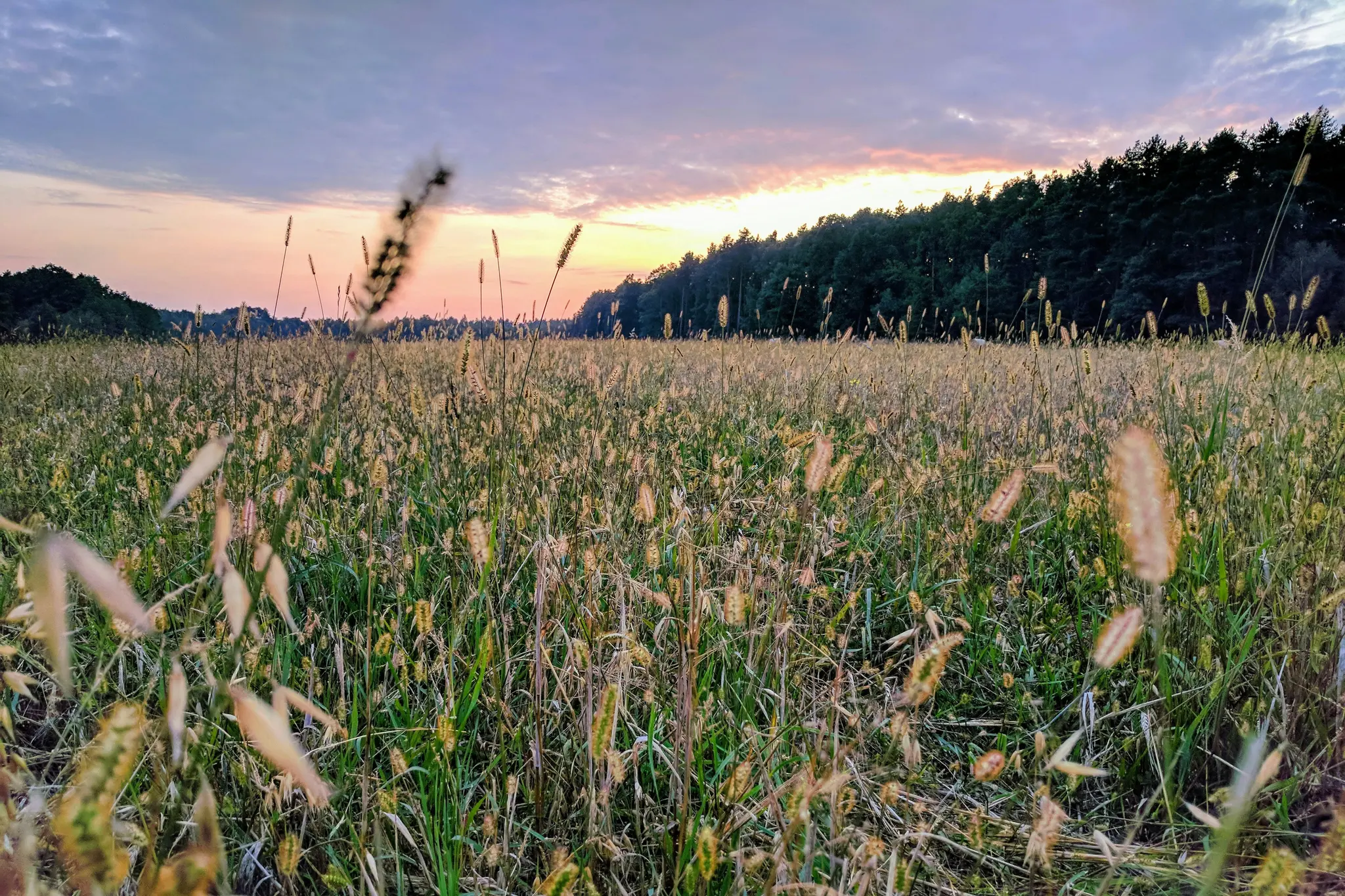 A wide-angle shot of a field filled with various grasses and wildflowers, with a dark forest line in the distance. The sky…