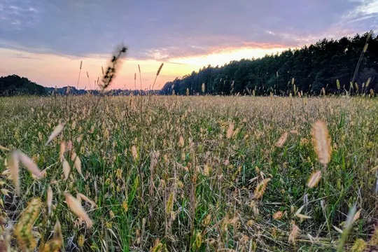 A wide-angle shot of a field filled with various grasses and wildflowers, with a dark forest line in the distance. The sky…