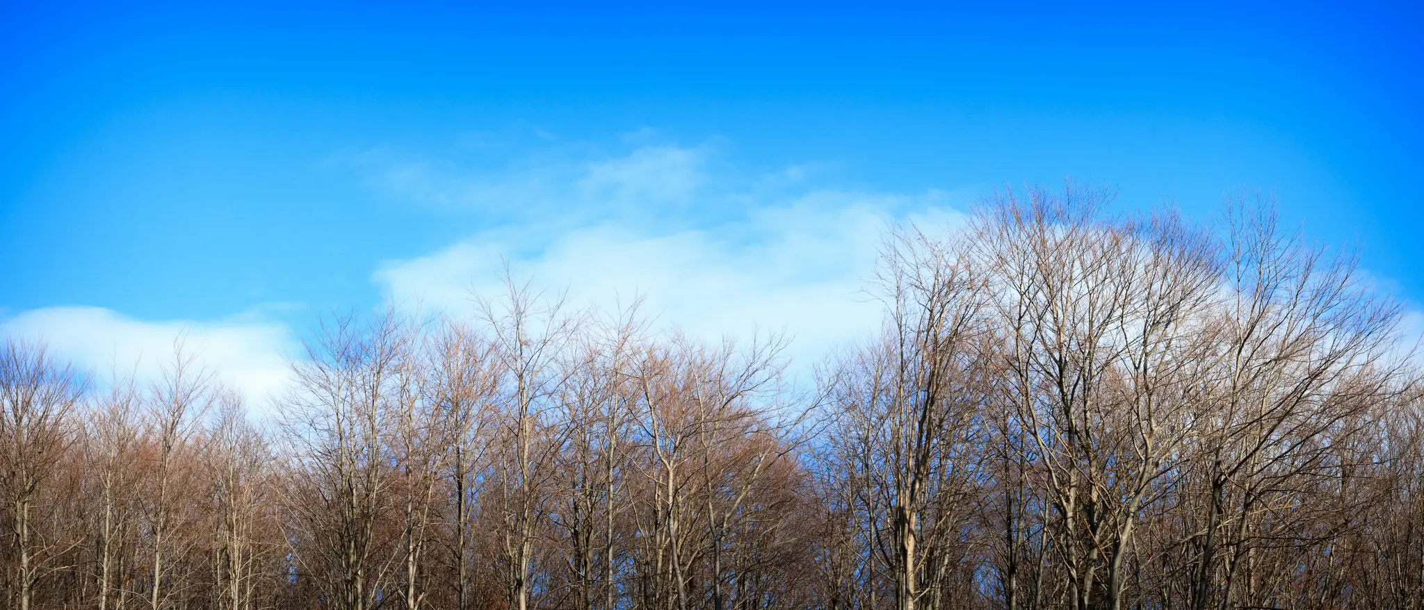 Breite Landschaftsaufnahme, die die oberen Teile zahlreicher kahler Bäume mit braunen und grauen Ästen vor einem lebendigen