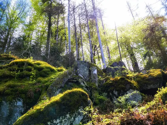 Una vista en ángulo bajo de un vibrante suelo forestal con rocas grandes cubiertas de musgo y follaje verde brillante. La luz