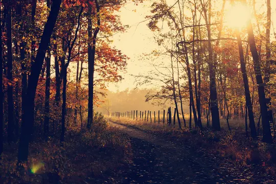 Ein Feldweg führt durch einen herbstlichen Wald, mit Bäumen, die orange und gelbe Blätter zeigen. Goldenes Sonnenlicht strömt