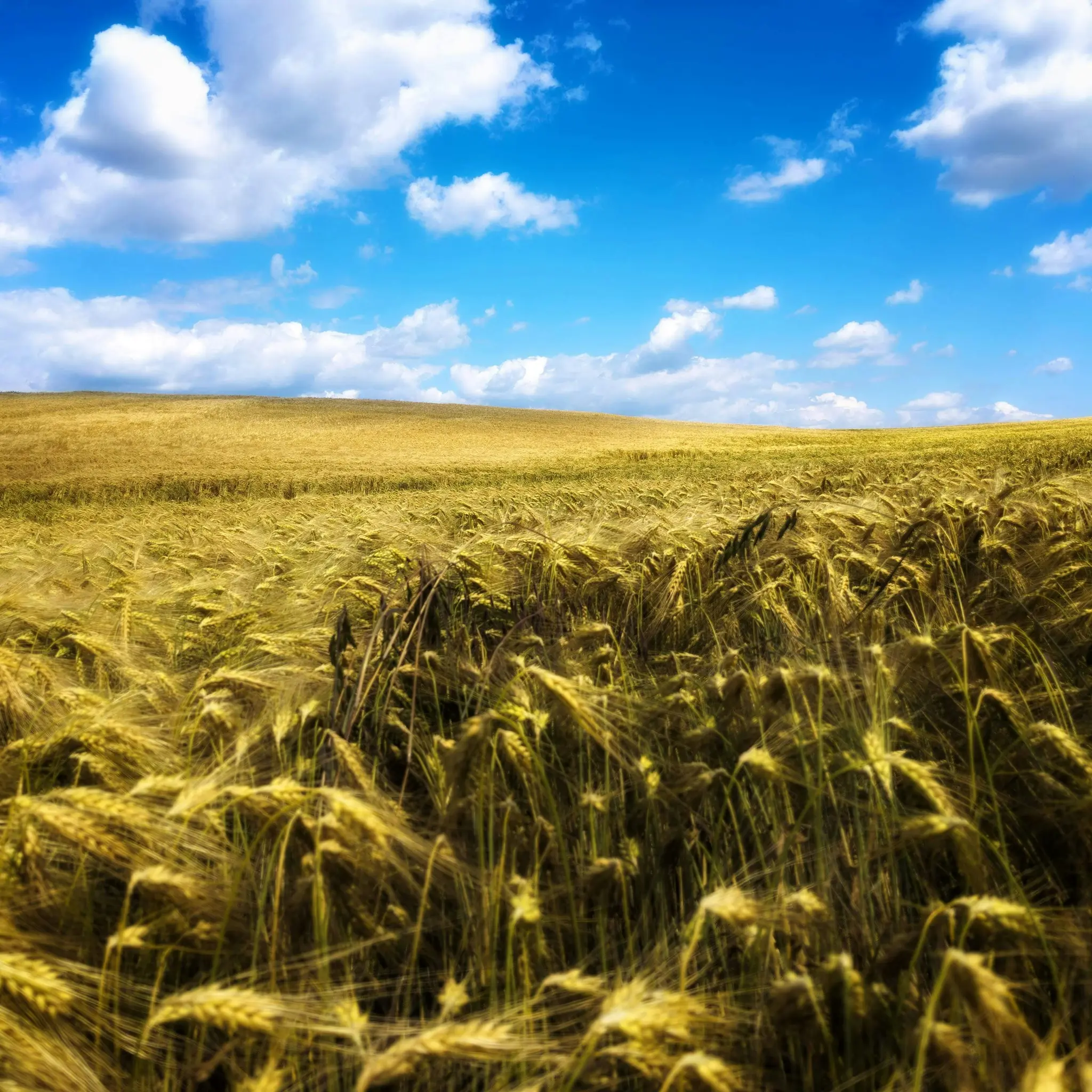 Una vista de gran angular de un campo de trigo dorado que se extiende hacia un horizonte lejano bajo un cielo azul brillante