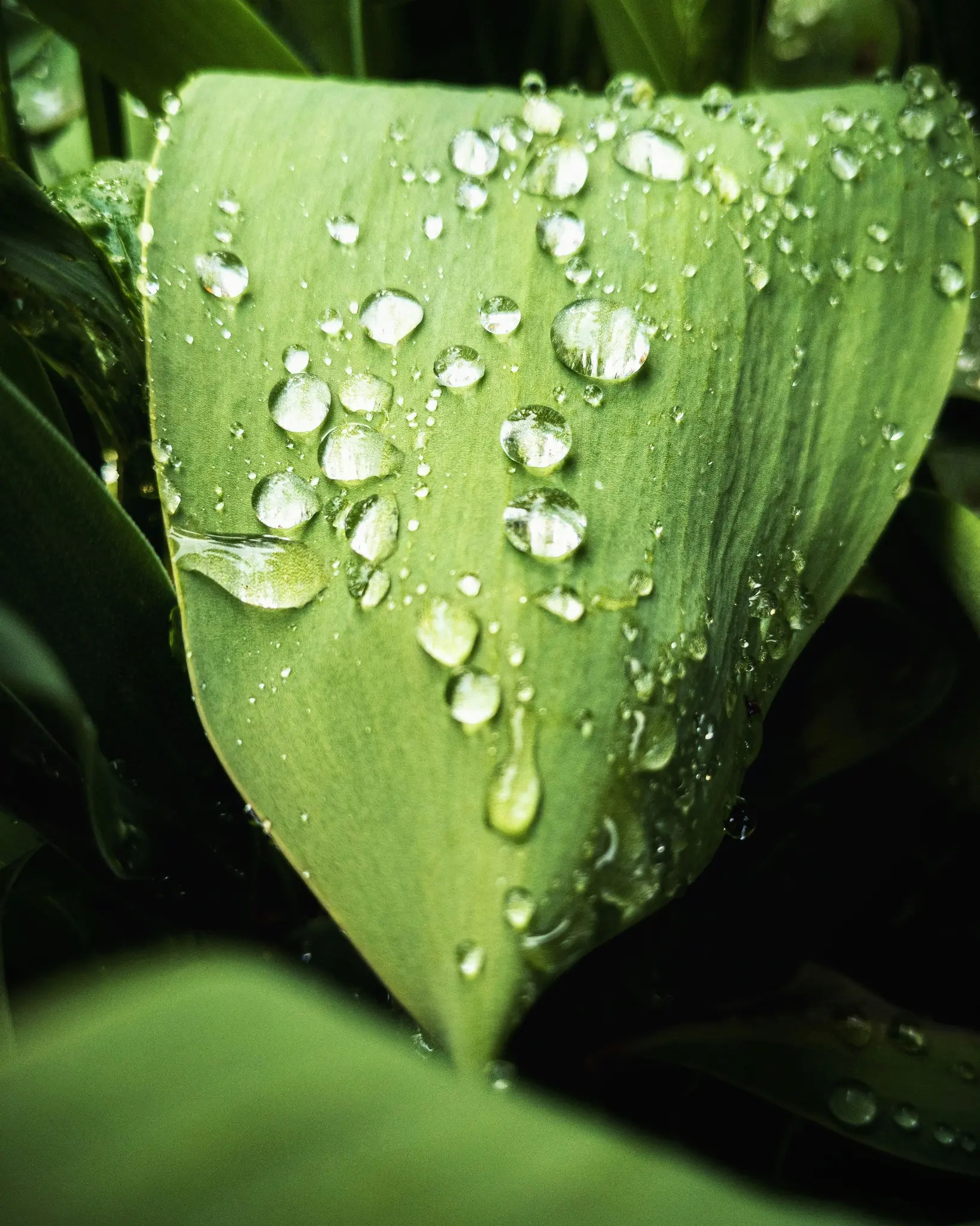 Ein lebendiges grünes Blatt ist mit vielen klaren, kugelförmigen Wassertropfen bedeckt, die Licht und die umliegende
