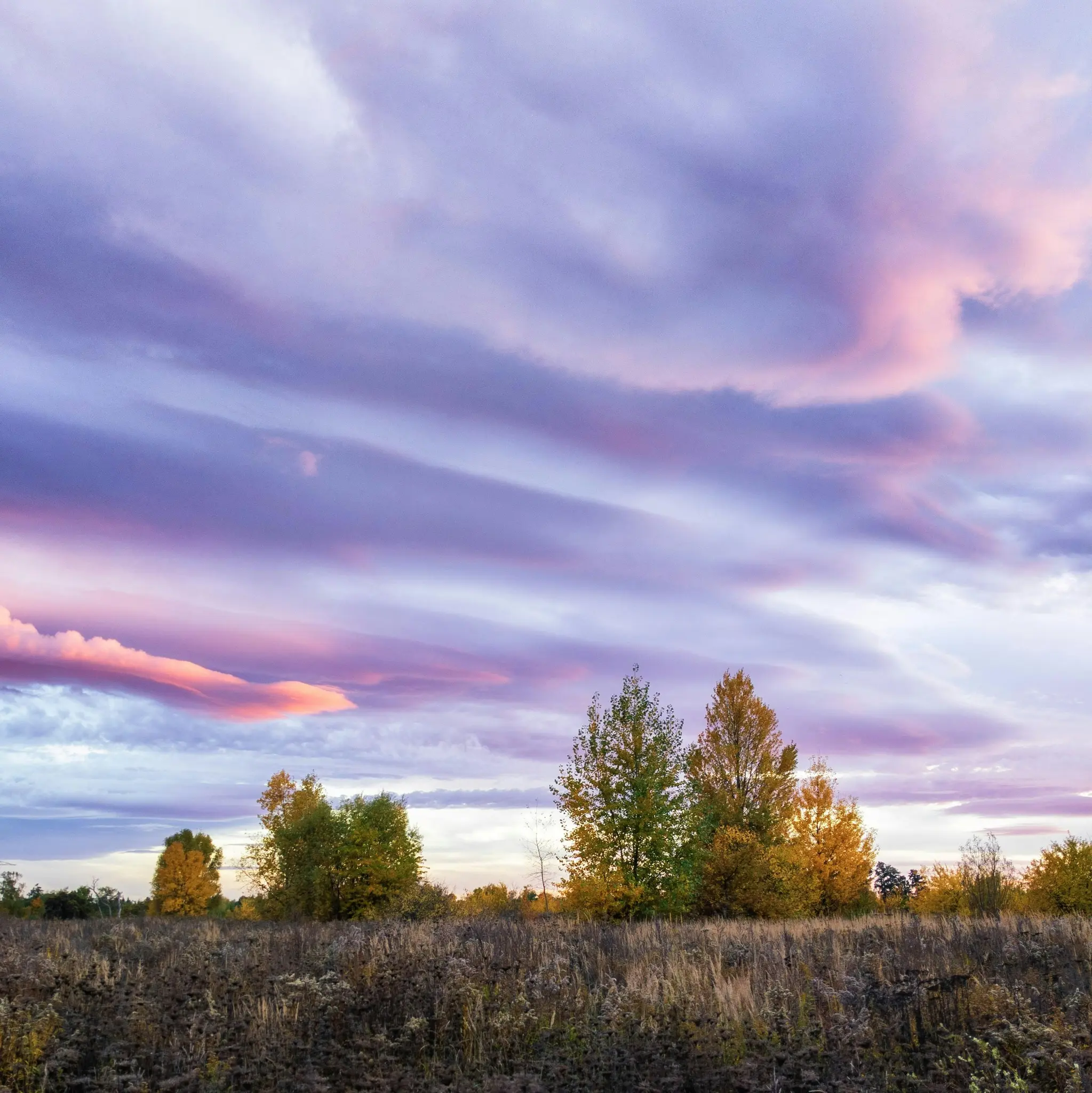 Breite Landschaftsaufnahme eines Herbstfeldes mit trockenem Gras und Bäumen unter einem Himmel voller lebendiger rosa und