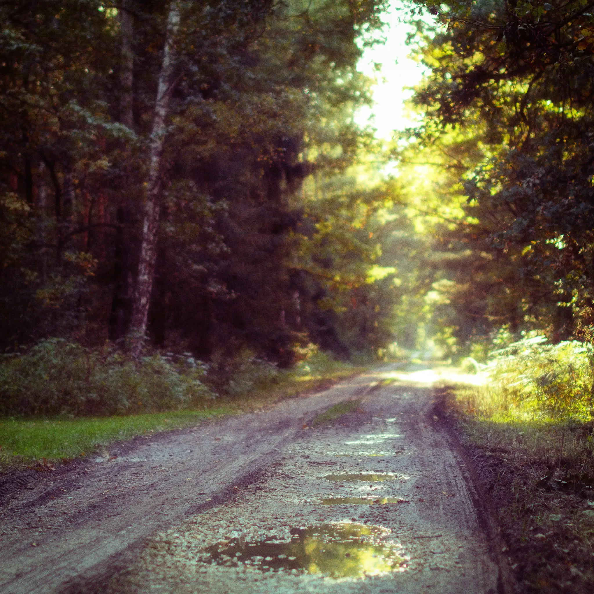 Ein Feldweg mit mehreren Pfützen erstreckt sich in einen sonnenbeschienenen Wald. Bäume säumen beide Seiten, helles Licht