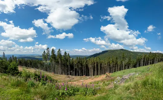 Eine weite Panoramaaufnahme einer Berglandschaft mit hohen grünen Kiefern, einer grasbewachsenen Lichtung und entfernten