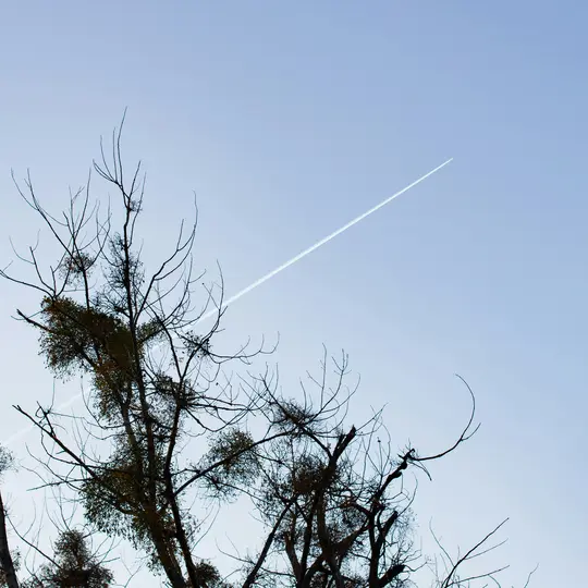 Una estela de condensación blanca de un avión no visible cruza diagonalmente un cielo claro y azul claro sobre las ramas
