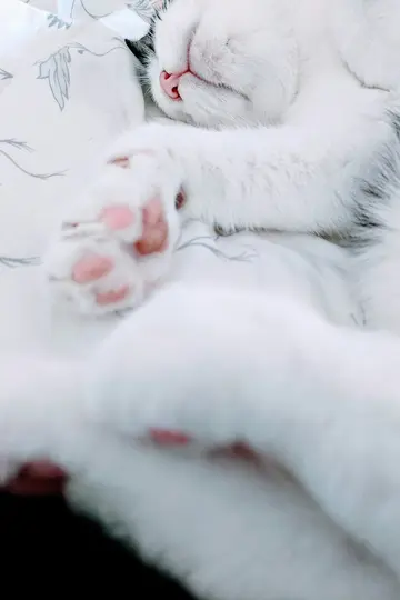 Primer plano de un gato blanco durmiendo sobre una sábana blanca. Su nariz rosa y las almohadillas de sus patas son