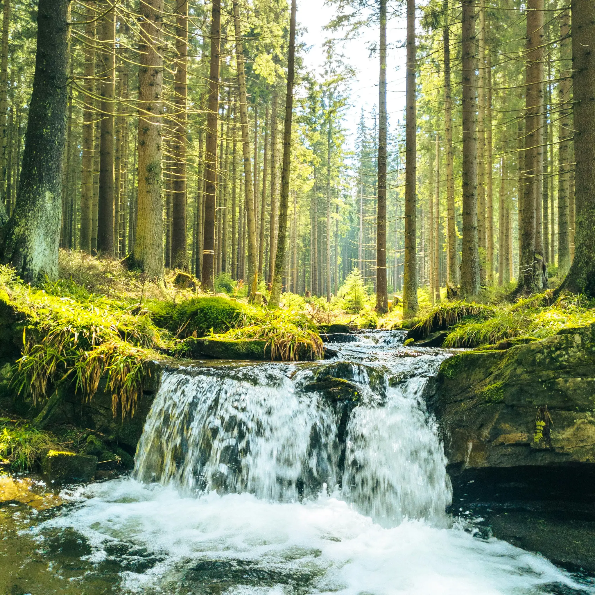 Ein kleiner, schaumiger Wasserfall fließt über dunkle Felsen in einem sonnenbeschienenen Wald. Hohe, schlanke Bäume säumen