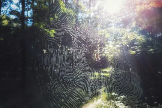 Un primer plano detallado de una telaraña con una araña en el centro, que brilla bajo la luz solar intensa en un bosque.