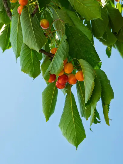 Una toma de primer plano de un racimo de cerezas rojas y naranjas colgando de una rama frondosa contra un cielo azul