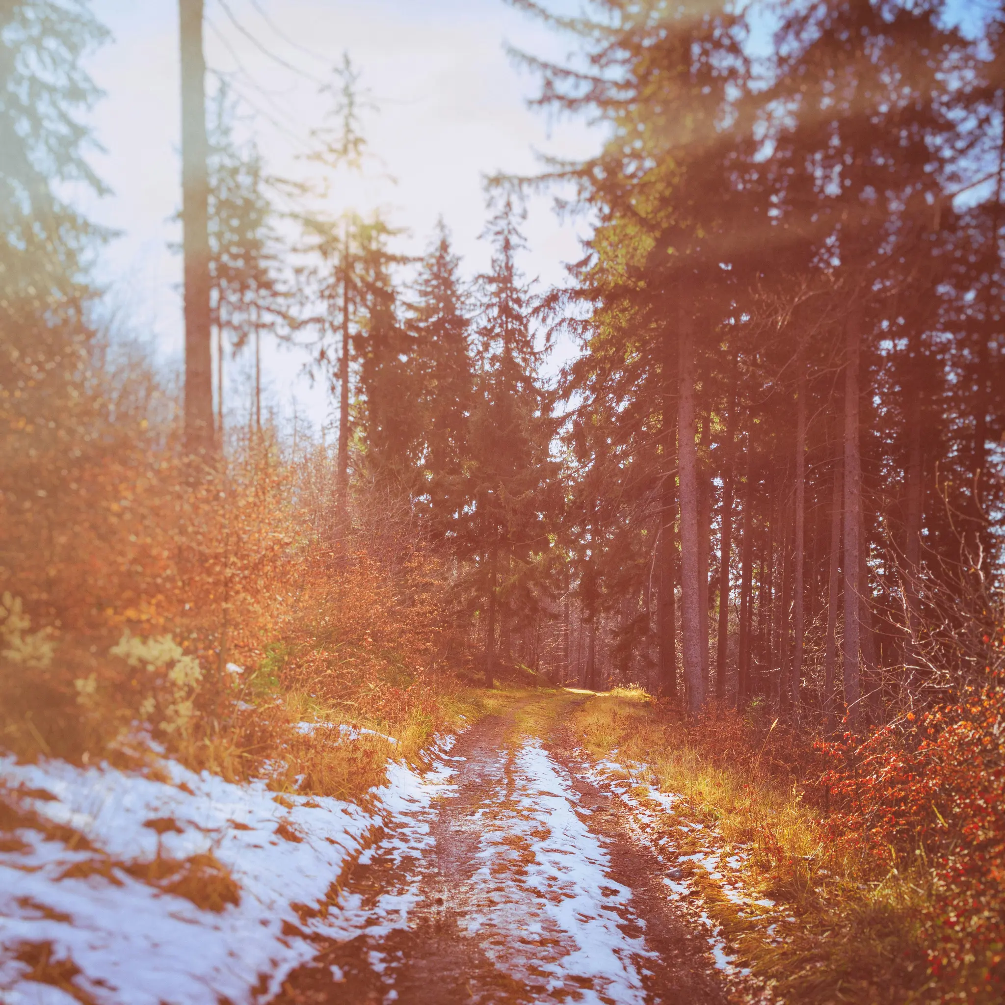 Ein schmutziger, teilweise schneebedeckter Pfad schlängelt sich durch einen Wald. Hohe Nadelbäume säumen den Weg, und das