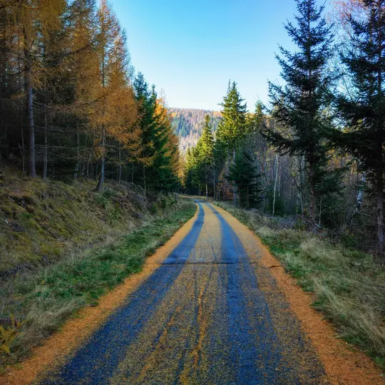 Un camino estrecho de asfalto azul oscuro serpentea suavemente a través de un bosque, cubierto por una gruesa capa de hojas