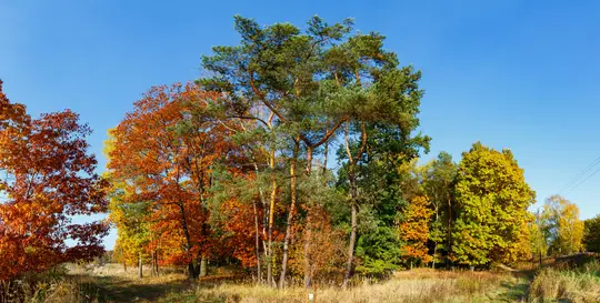 A wide panoramic shot of a forest in autumn, showing trees with vibrant orange, yellow, and green leaves under a clear blue…