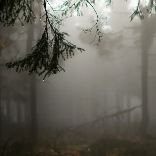 Primer plano de ramas de pino verde oscuro con gotas de agua visibles, sobre un fondo de bosque profundamente neblinoso.