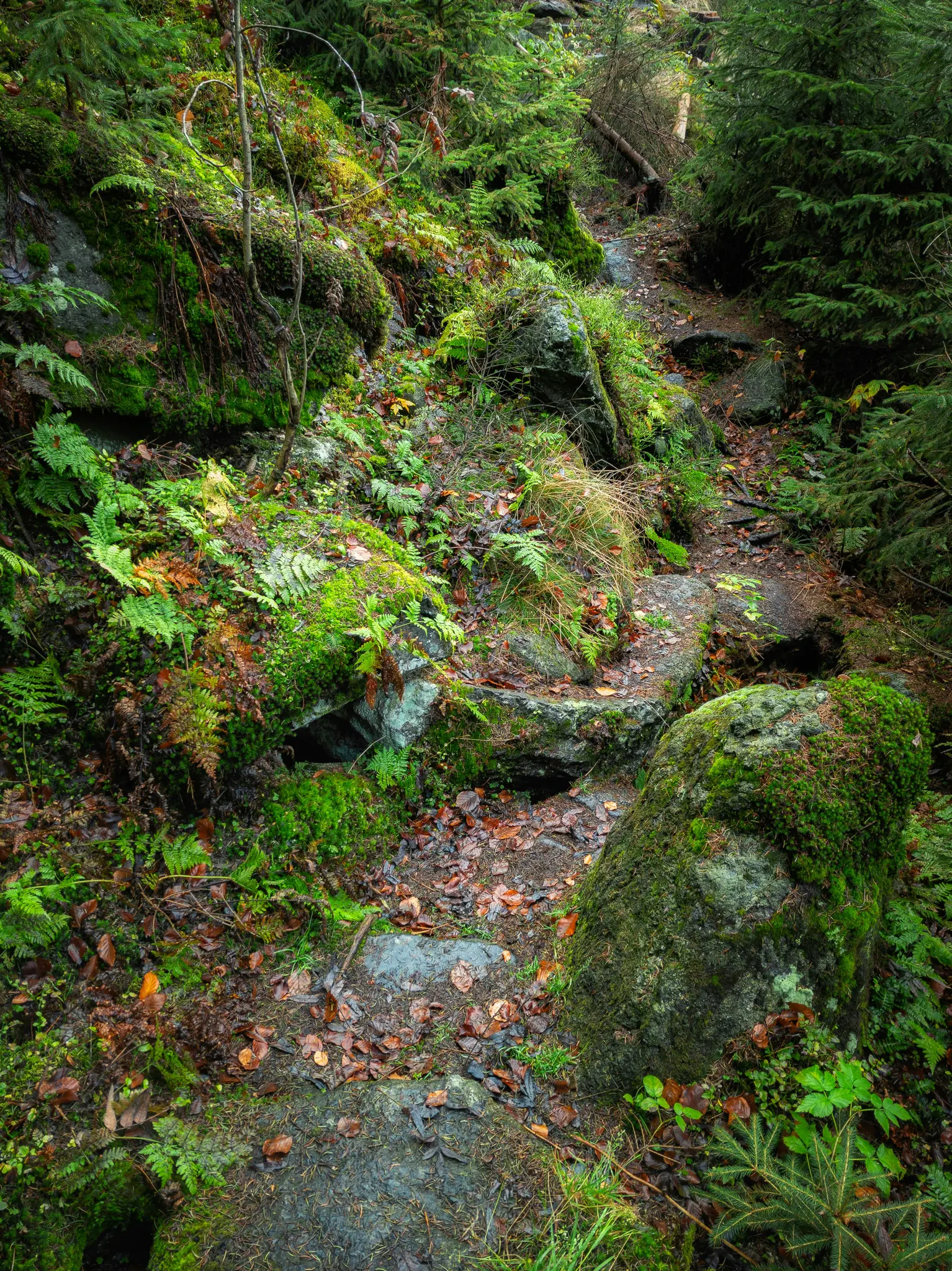 A narrow, winding dirt path meanders through a lush, green forest. Large, moss-covered rocks and vibrant ferns line the path.