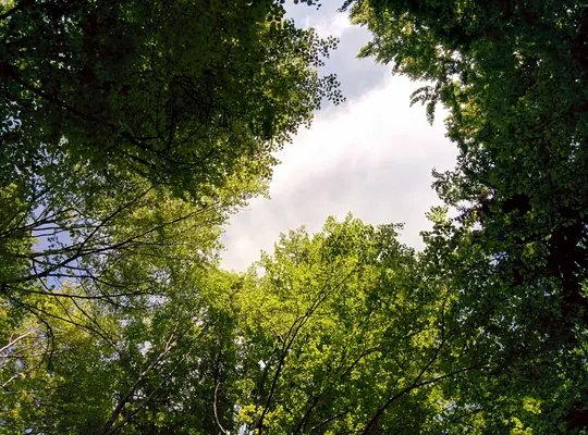 Toma en picado mirando hacia arriba a través de un denso dosel de hojas verdes vibrantes y ramas de árboles hacia un cielo