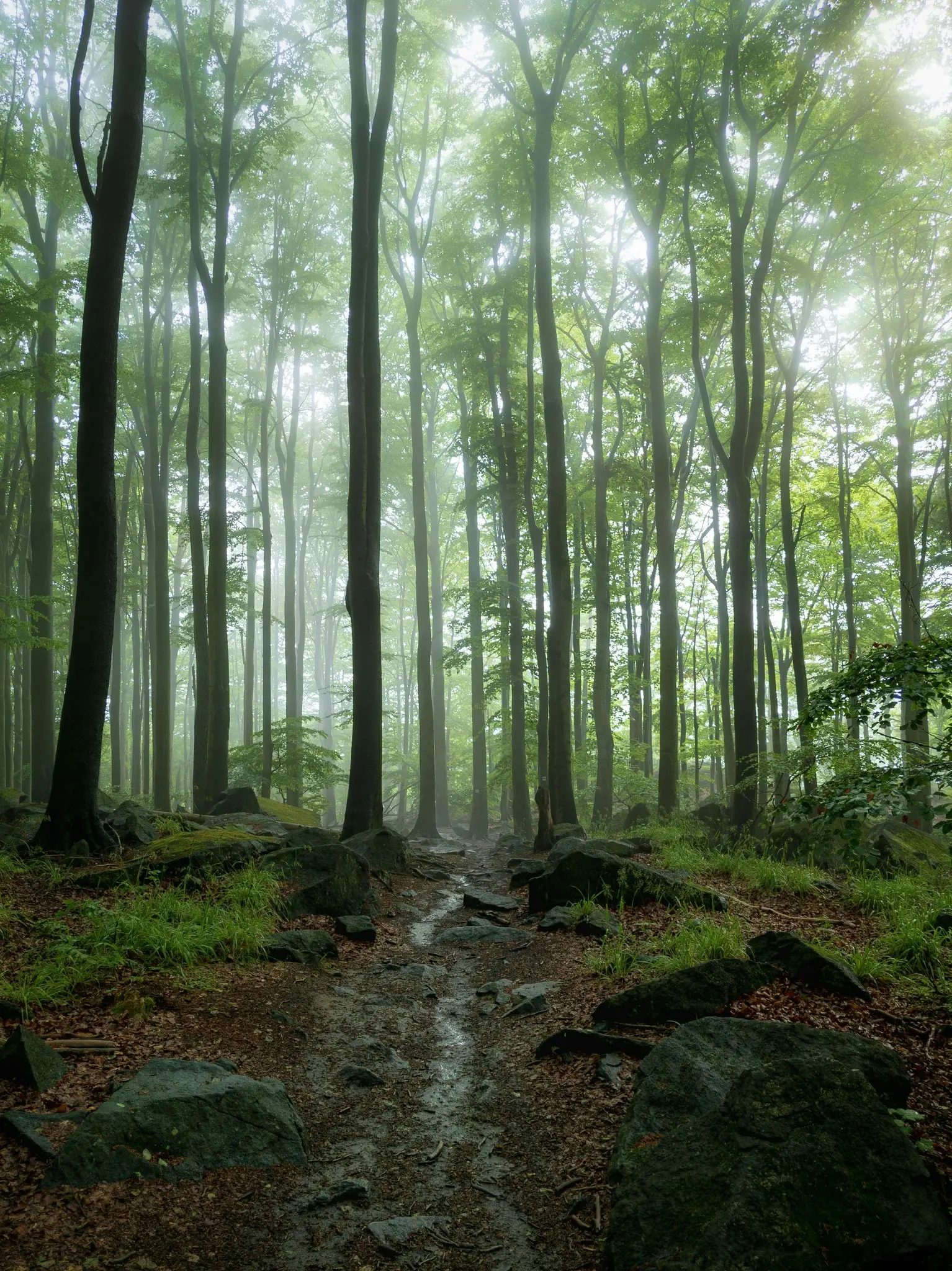 Ein schmaler, nasser Pfad schlängelt sich durch einen dichten Wald. Hohe, schlanke Bäume mit grünen Blättern ragen in ein