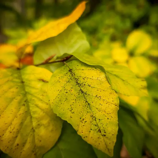 Una toma de cerca de varias hojas, algunas de color amarillo brillante con manchas oscuras y otras verdes, con un fondo verde