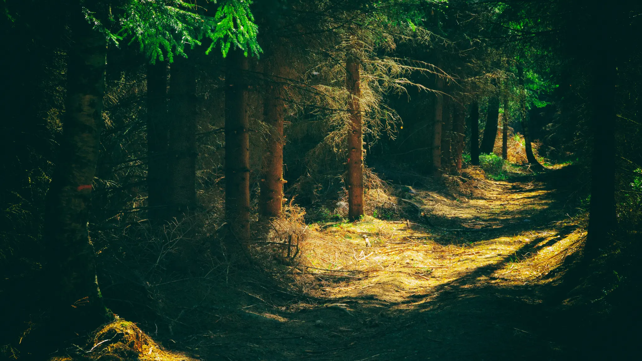 Ein schmaler Feldweg schlängelt sich durch einen dunklen, dichten Wald. Sonnenlicht filtert durch das Blätterdach und erzeugt