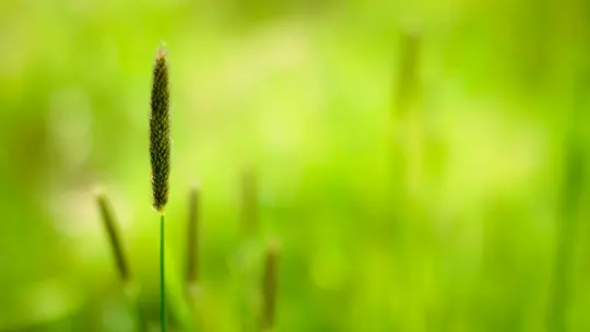 Un primer plano nítido de un único tallo de hierba alto con una cabeza de semillas de color verde oscuro, sobre un fondo