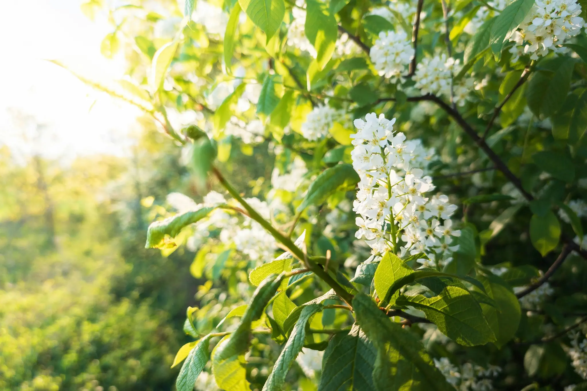 Ripresa ravvicinata di fiori bianchi su un ramo d'albero, con la luce solare intensa che crea un lens flare in alto a