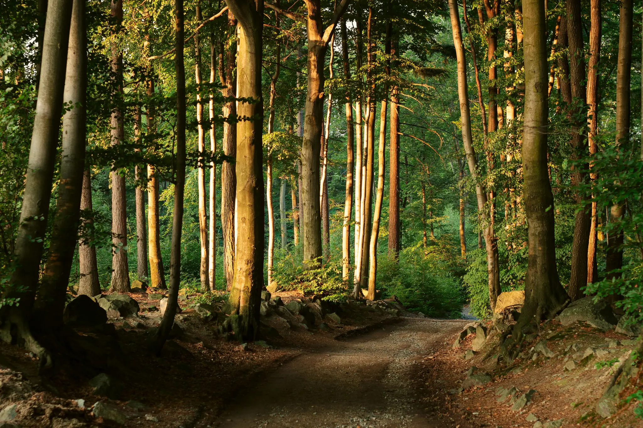 Ein Feldweg schlängelt sich durch einen dichten Wald. Sonnenlicht beleuchtet die Stämme hoher Bäume und das grüne Laub und
