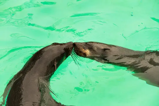 Dos leones marinos de color gris oscuro con hocicos marrones se tocan las narices en agua verde brillante, sus bigotes son