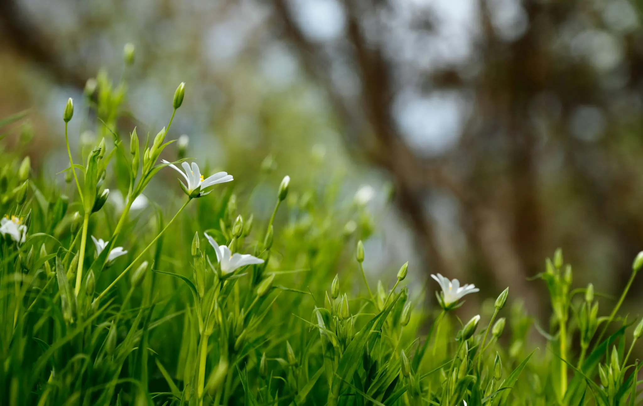 En närbild av små vita blommor med gröna stjälkar och blad, som växer på ett fält. Bakgrunden är suddig.