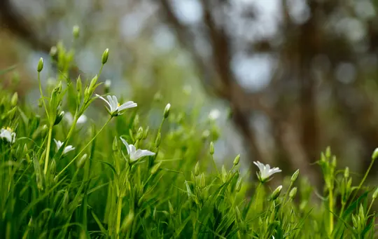 Un primer plano de pequeñas flores blancas con tallos y hojas verdes, creciendo en un campo. El fondo está desenfocado.