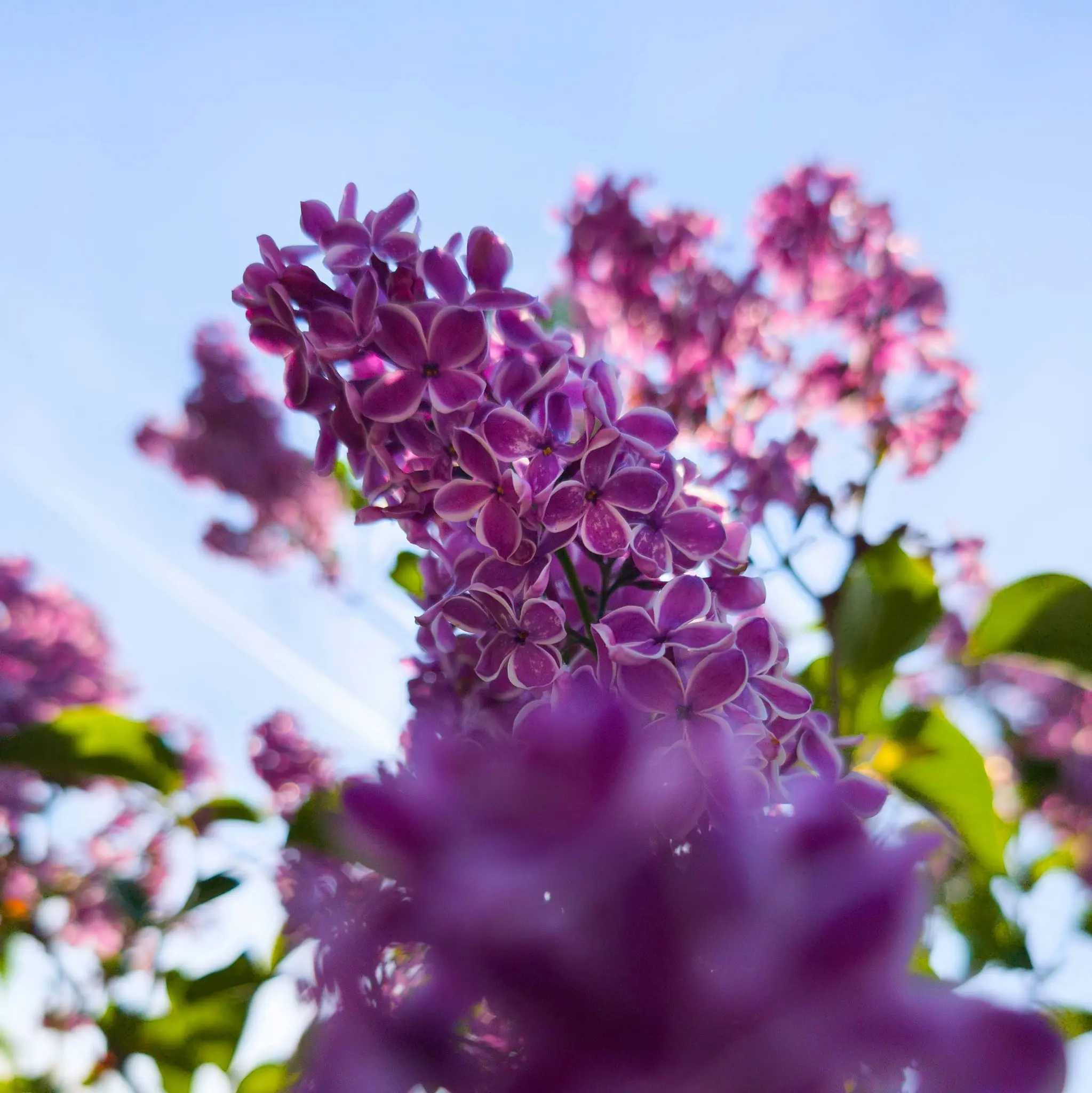 Eine Nahaufnahme aus niedrigem Winkel von einem Büschel violetter Fliederblüten mit weißen Rändern vor einem strahlend blauen