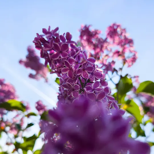 Vista de primer plano desde ángulo bajo de un racimo de flores de lila moradas con bordes blancos, sobre un cielo azul