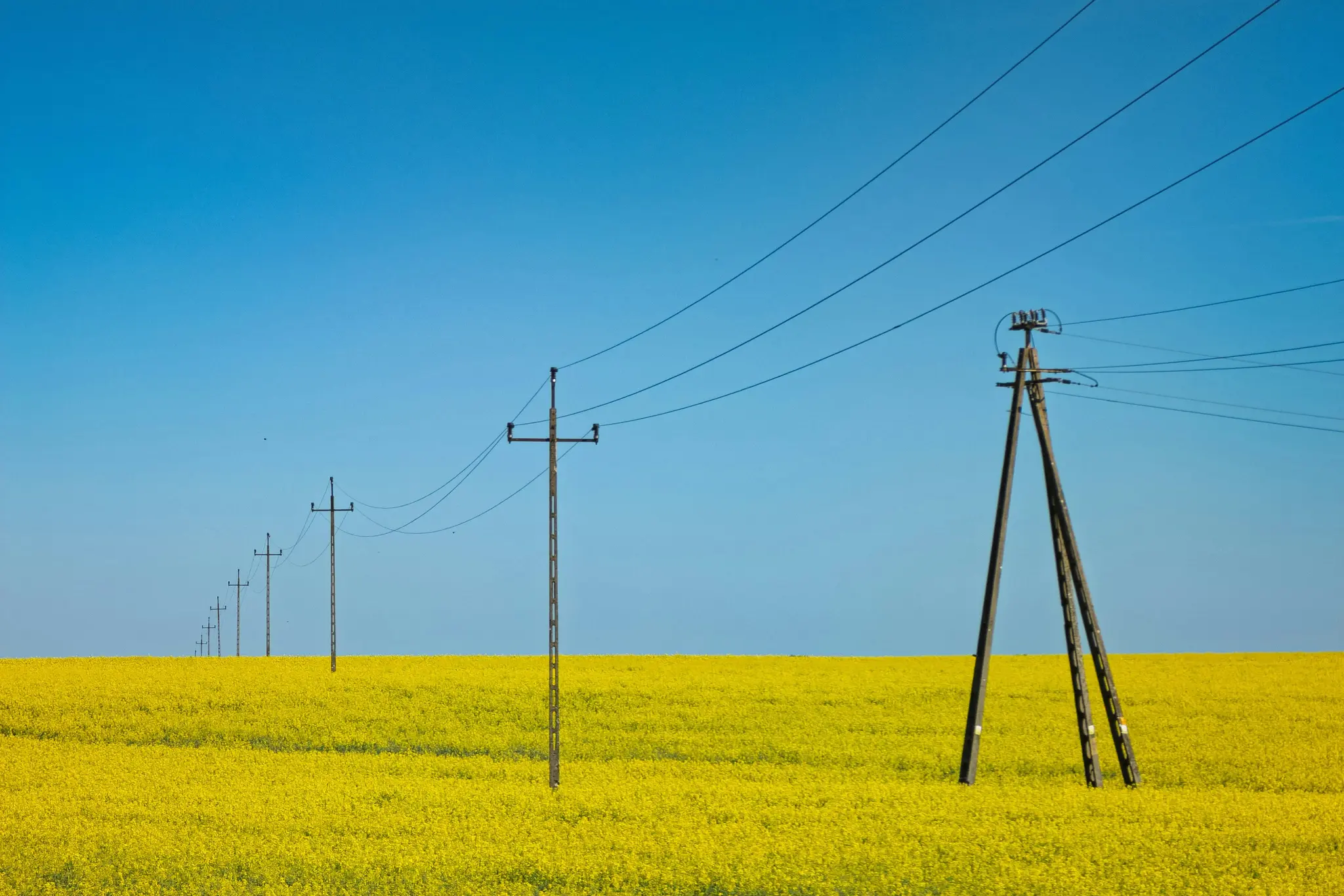 Ein lebendiges Landschaftsfoto, das ein weites Feld mit leuchtend gelben Blumen unter einem klaren blauen Himmel zeigt. Eine